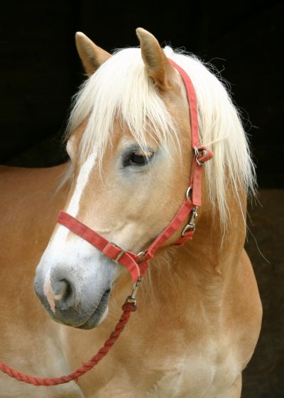 Haflinger%20-%20Ambelia%20with%20headcollar.jpg