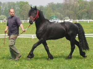 Obrazek