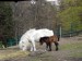 stendhlansky pony.jpg